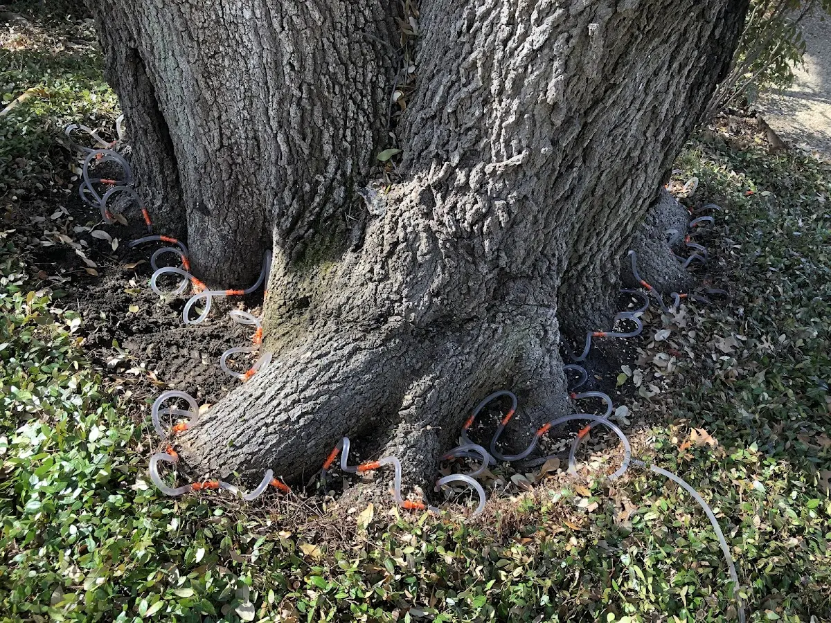Detailed Tree Cabling and Bracing job site in Ellerbe