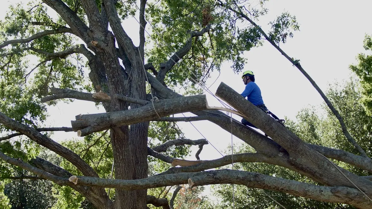 Professional Crown Thinning performed by certified arborists in Ellerbe